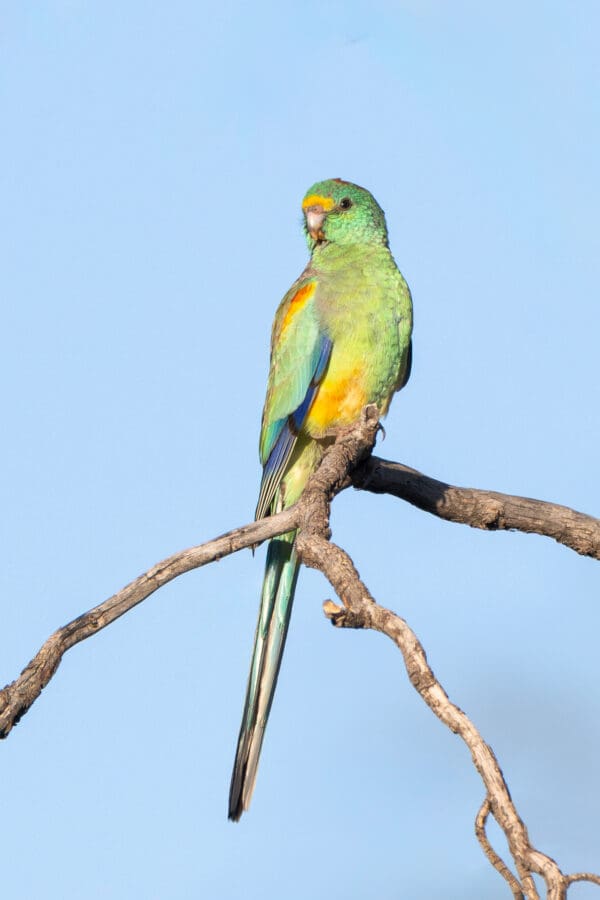 A wild female Mulga Parrot perches on a branch