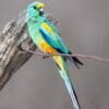 A wild male Mulga Parrot perches on a twig