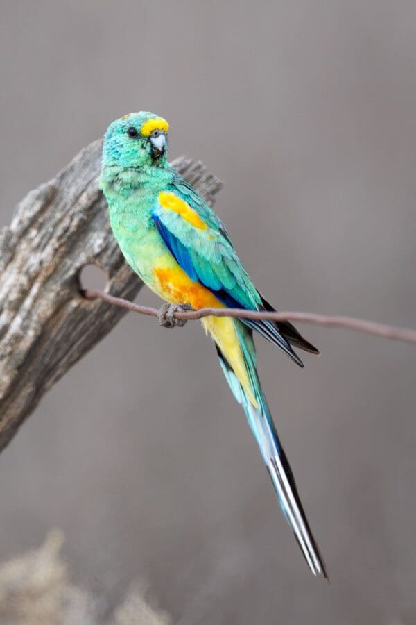 A wild male Mulga Parrot perches on a twig