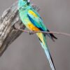 A wild male Mulga Parrot perches on a twig