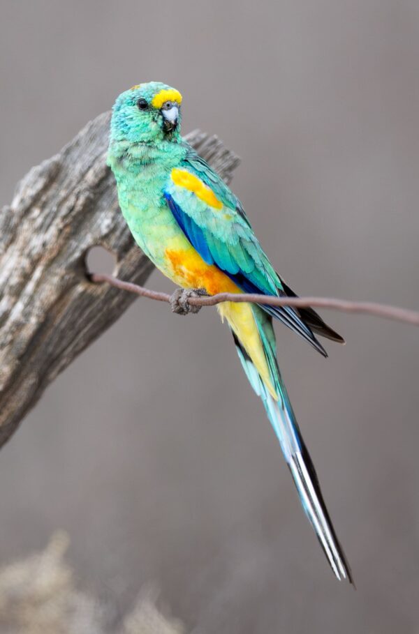 A wild male Mulga Parrot perches on a twig