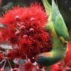 A wild Musk Lorikeet forages
