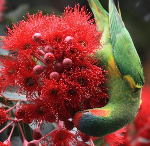 A wild Musk Lorikeet forages