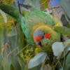 A wild Musk Lorikeet forages in a tree