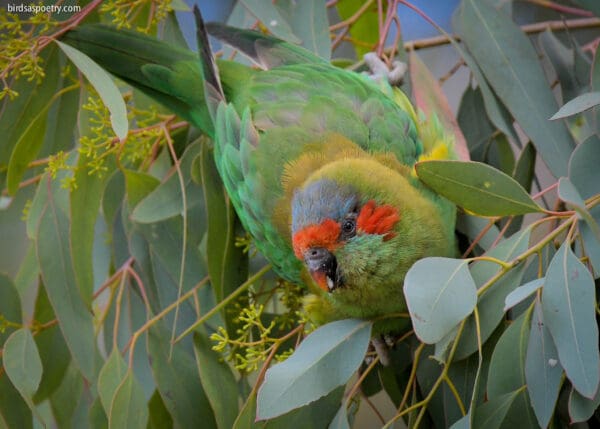 A wild Musk Lorikeet forages in a tree
