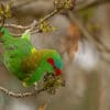A wild Musk Lorikeet forages in a tree