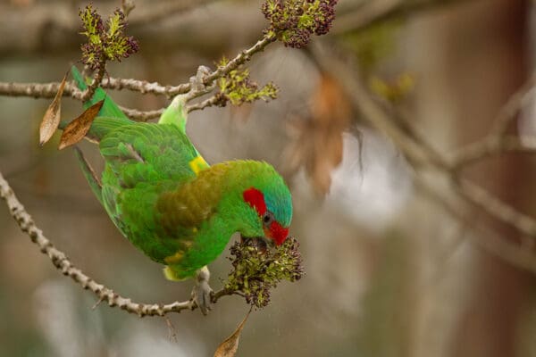 A wild Musk Lorikeet forages in a tree