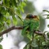 Wild Musk Lorikeets snuggle on a branch