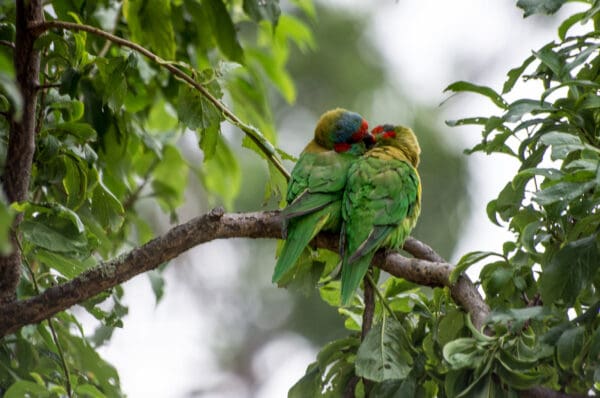 Wild Musk Lorikeets snuggle on a branch