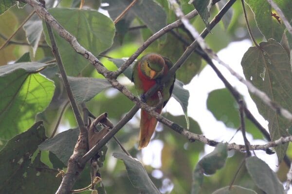 A wild Musschenbroek's Lorikeet perches in a tree
