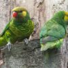 Wild Mustard-capped Lorikeets perch on a tree stump