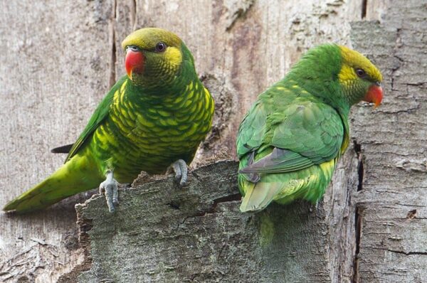 Wild Mustard-capped Lorikeets perch on a tree stump