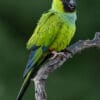 A wild Nanday Conure perches on a branch