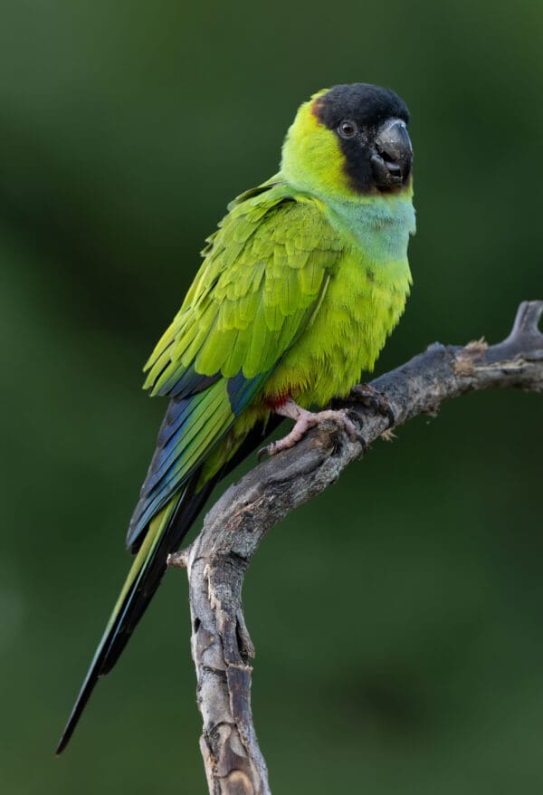 A wild Nanday Conure perches on a branch