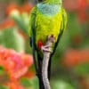 A wild Nanday Conure perches atop a branch