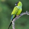 A wild Nanday Conure perches on a branch
