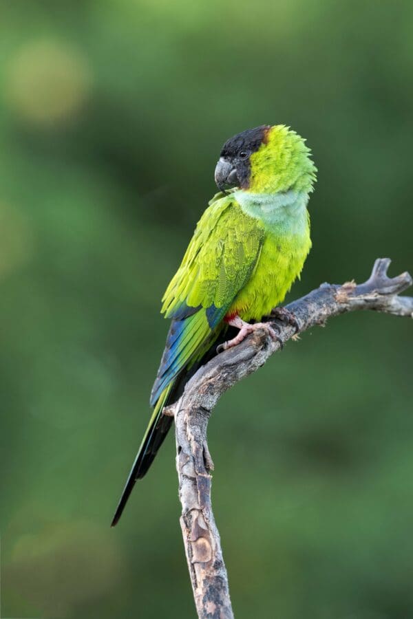 A wild Nanday Conure perches on a branch