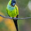 A wild Nanday Conure perches on a twig