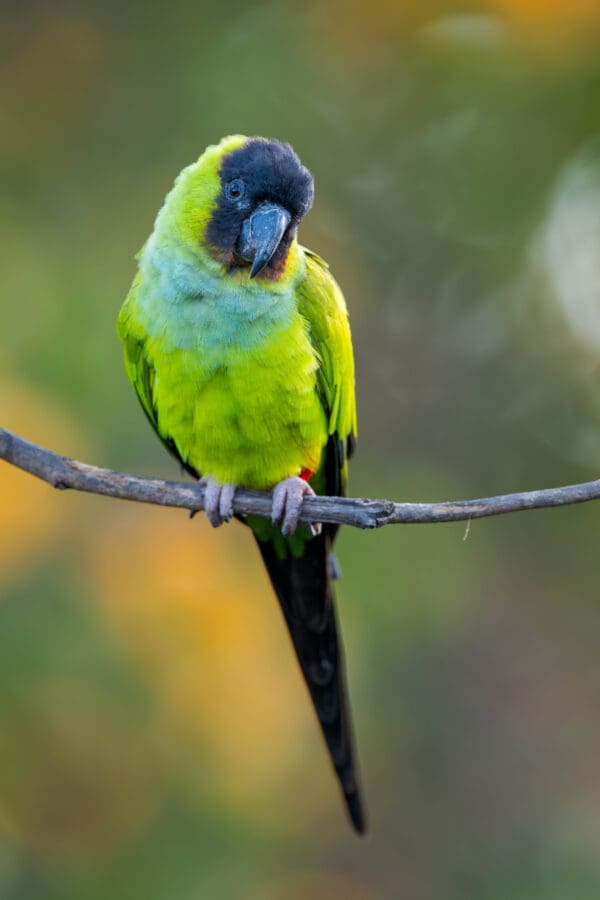 A wild Nanday Conure perches on a twig