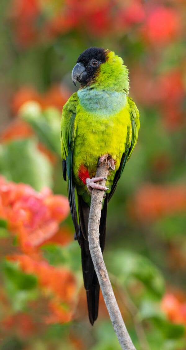 A wild Nanday Conure perches atop a branch