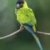 A wild Nanday Conure perches on a twig