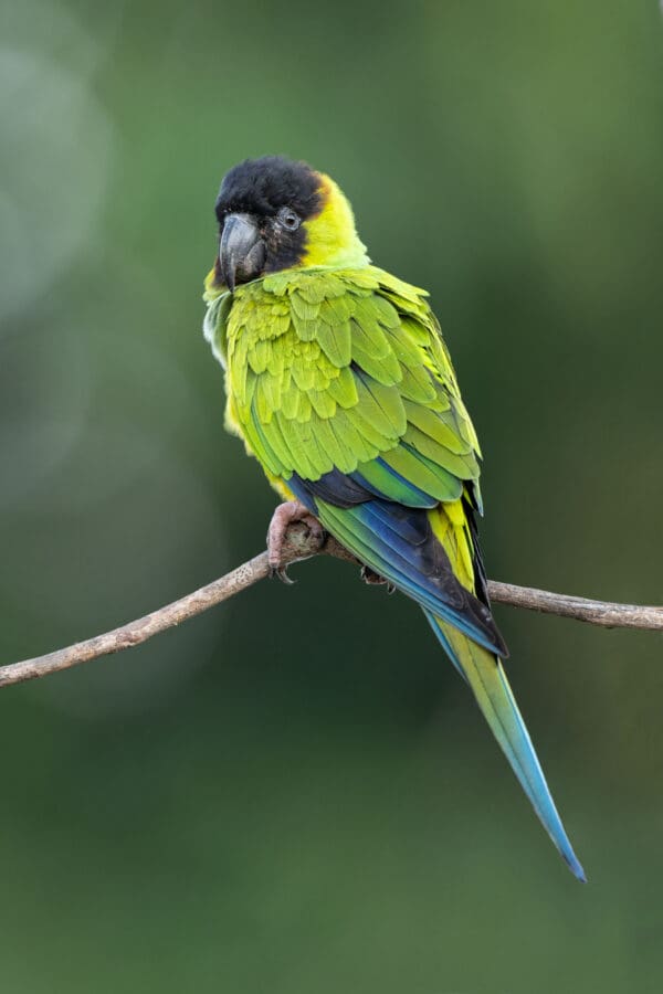 A wild Nanday Conure perches on a twig