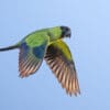 A wild Nanday Conure in flight