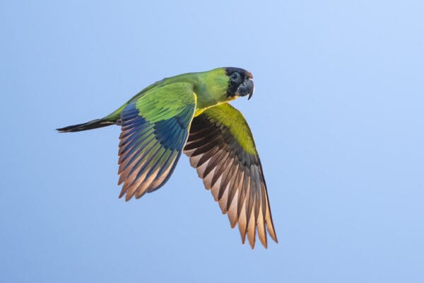 A wild Nanday Conure in flight
