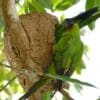 Wild Nanday Conures perch on an arboreal termitarium
