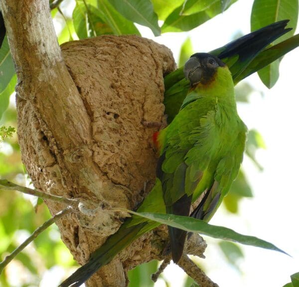 Wild Nanday Conures perch on an arboreal termitarium