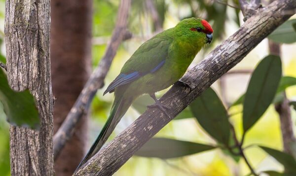 Wild New Caledonian Parakeet perches in a tree
