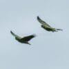 Wild Northern Mealy Amazons in flight
