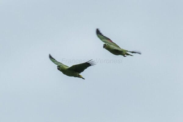 Wild Northern Mealy Amazons in flight