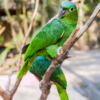 Northern Mealy Amazons perch on a branch