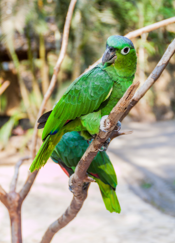 Northern Mealy Amazons perch on a branch