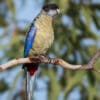 A wild Northern Rosella perches on a branch