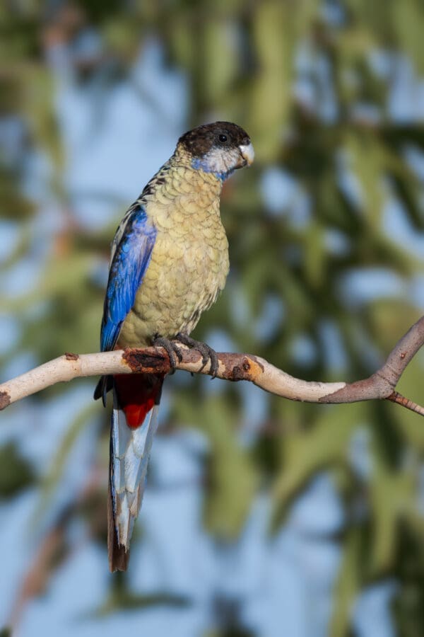 A wild Northern Rosella perches on a branch