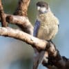 A wild Northern Rosella perches on a branch