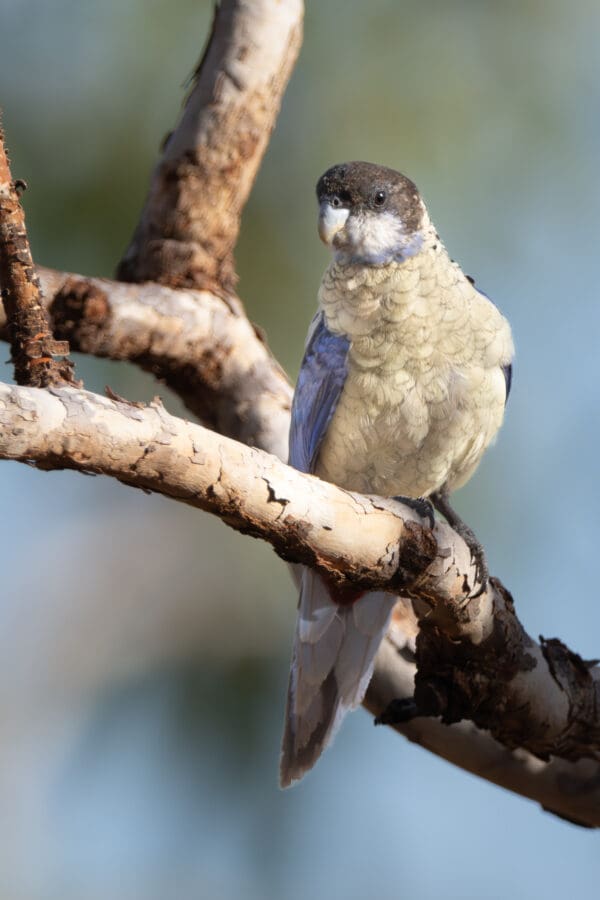 A wild Northern Rosella perches on a branch
