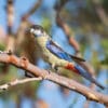 A Northern Rosella perches in a tree