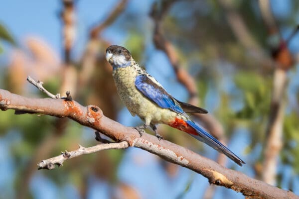 A Northern Rosella perches in a tree