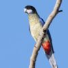 A wild Northern Rosella clings to a perch