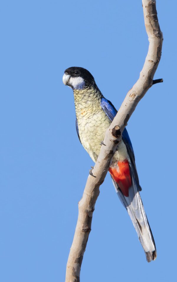 A wild Northern Rosella clings to a perch