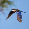 A wild Northern Rosella in flight