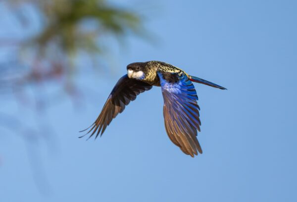 A wild Northern Rosella in flight