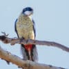 A wild Northern Rosella perches on a branch