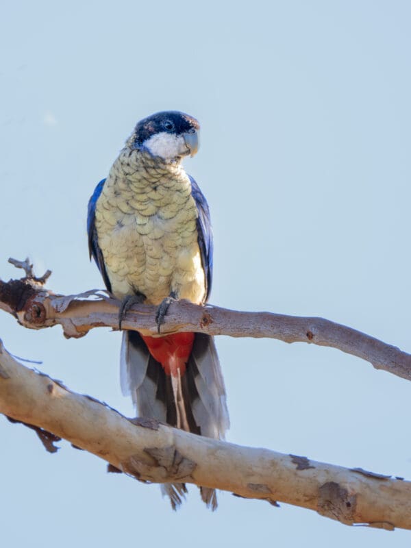 A wild Northern Rosella perches on a branch