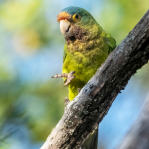 A wild Orange-fronted Conure perches on a limb