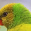 A closeup of an Olive-headed Lorikeet