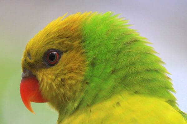 A closeup of an Olive-headed Lorikeet